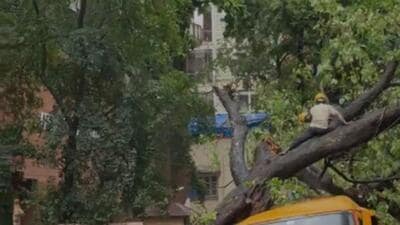 BMC plans scientific survey of roadside trees, proposes risk classification and health database BMC plans scientific survey of roadside trees, proposes risk classification and health database