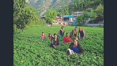 Facilities for farmer training, experience sharing, and the exchange of innovative agricultural techniques will be provided in these villages, said Shimla deputy commissioner. (Image for representation) Facilities for farmer training, experience sharing, and the exchange of innovative agricultural techniques will be provided in these villages, said Shimla deputy commissioner. (Image for representation)