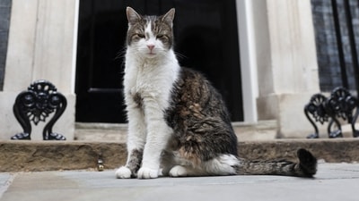 Larry the Downing Street cat at Downing Street in London, Britain, May 17, 2026. (REUTERS) Larry the Downing Street cat at Downing Street in London, Britain, May 17, 2026. (REUTERS)