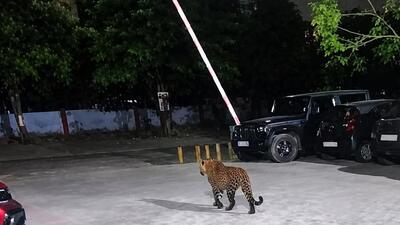 Residents also linked the sighting to increasing encroachment in the Aravalli forest. (HT photo) Residents also linked the sighting to increasing encroachment in the Aravalli forest. (HT photo)