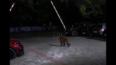 The leopard seen roaming around the society. (HT) The leopard seen roaming around the society. (HT)