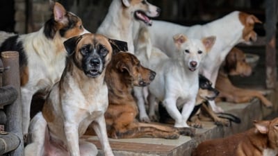 Noida dog bite case: District Consumer Disputes Redressal Commission has directed the Residents' Welfare Association (RWA) to pay  ₹1 lakh in compensation to a resident. (Photo for representational purposes only) (AFP)