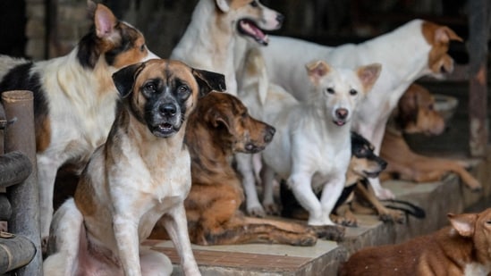 Noida dog bite case: District Consumer Disputes Redressal Commission has directed the Residents' Welfare Association (RWA) to pay <span class='webrupee'>₹</span>1 lakh in compensation to a resident. (Photo for representational purposes only)