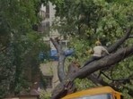 BMC plans scientific survey of roadside trees, proposes risk classification and health database