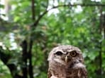 It’s the sounds of the forest that keep me grounded... the sudden burst of a hollow trill from the Jungle Owlet, perched up above. (Hindustan Times)