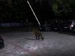 The leopard seen roaming around the society. (HT)