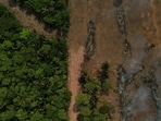 A representational image of a forest. Three coal mining projects received Stage-I forest clearance involving large-scale forest diversion and tree felling.