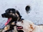 Noida dog bite case: District Consumer Disputes Redressal Commission has directed the Residents' Welfare Association (RWA) to pay  <span class='webrupee'>₹</span>1 lakh in compensation to a resident. (Photo for representational purposes only)