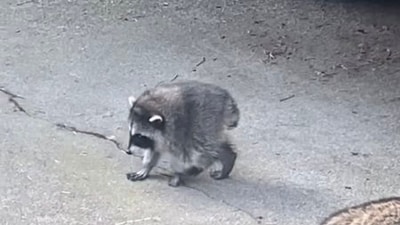 The Seattle Mariners joined the Jimothy the raccoon's fame by updating their Instagram profile picture with a Jimothy-inspired image. (X | @JimothyOnSol) The Seattle Mariners joined the Jimothy the raccoon's fame by updating their Instagram profile picture with a Jimothy-inspired image. (X | @JimothyOnSol)