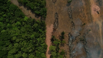 A representational image of a forest. Three coal mining projects received Stage-I forest clearance involving large-scale forest diversion and tree felling. (AFP) A representational image of a forest. Three coal mining projects received Stage-I forest clearance involving large-scale forest diversion and tree felling. (AFP)