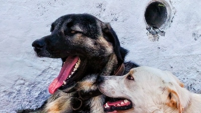 Noida dog bite case: District Consumer Disputes Redressal Commission has directed the Residents' Welfare Association (RWA) to pay ₹1 lakh in compensation to a resident. (Photo for representational purposes only) (Pexels) Noida dog bite case: District Consumer Disputes Redressal Commission has directed the Residents' Welfare Association (RWA) to pay ₹1 lakh in compensation to a resident. (Photo for representational purposes only) (Pexels)