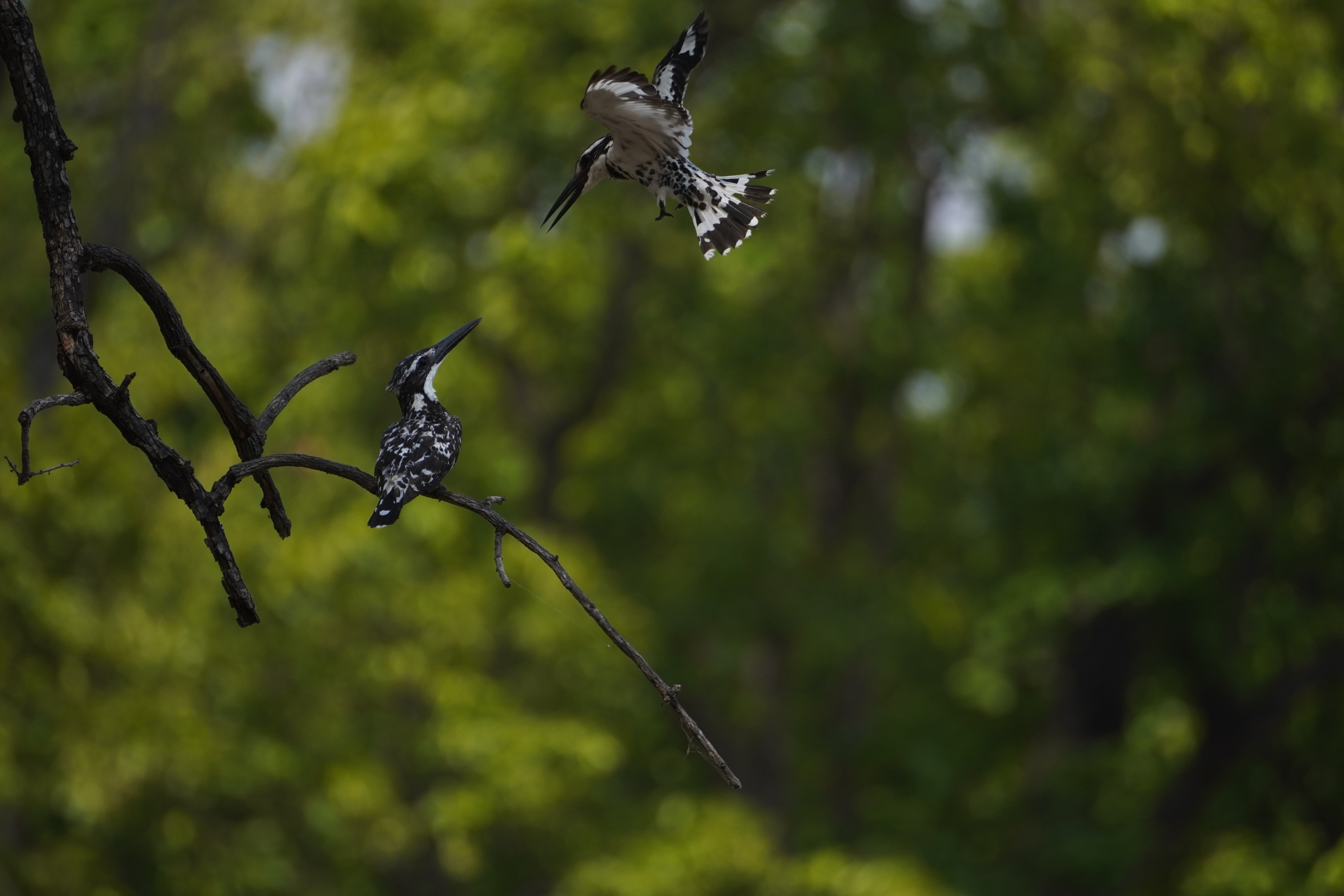Anand Pendharkar, Wildlife Biologist & CEO, SPROUTS, states, “Bird sounds also allow for cross-species communication, i.e. between birds and plants.” Anand Pendharkar, Wildlife Biologist & CEO, SPROUTS, states, “Bird sounds also allow for cross-species communication, i.e. between birds and plants.”