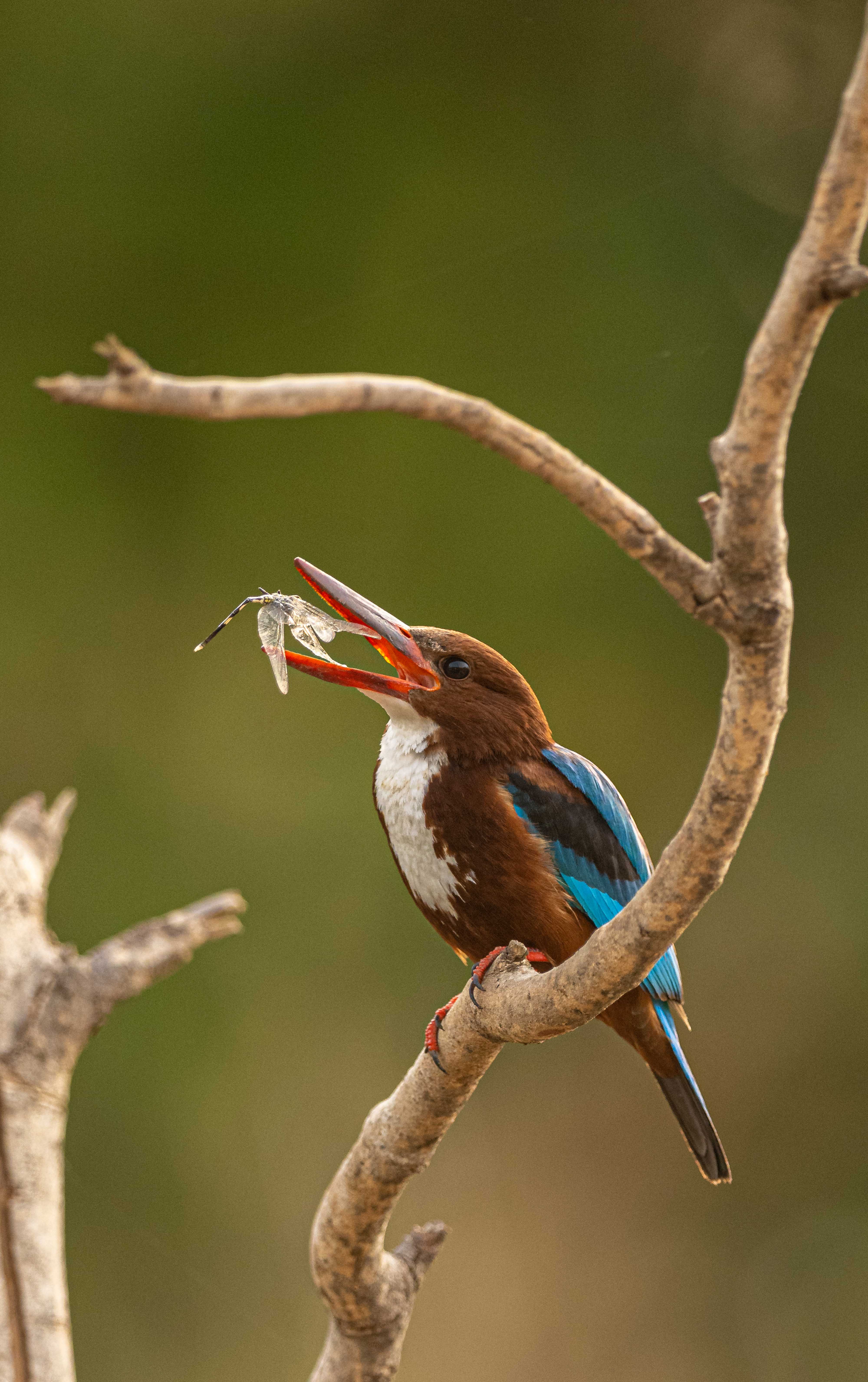 Shaik explains that the sound of birds chirping is known to be therapeutic. Shaik explains that the sound of birds chirping is known to be therapeutic.