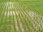 Kharif sowing picks up across Maharashtra after July rains