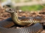 Doctors urge immediate hospital treatment for snakebites, warn faith healing and traditional remedies delay life-saving anti-snake venom therapy. (Sourced)