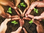 The first phase began on Saturday with the creation of “Samriddhi Van” at Osa Gram Sabha, where 7,500 saplings were planted. (Sourced)