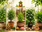 ఇంట్లో ఈ 5 మొక్కలు నాటితే చాలు.. లక్ష్మీకటాక్షంతో పాటు వాస్తు దోషాలు కూడా దూరం!