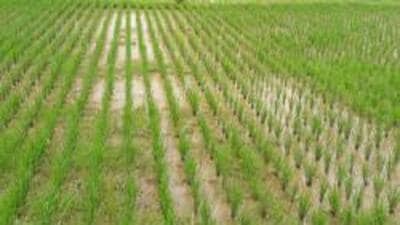 Kharif sowing picks up across Maharashtra after July rains Kharif sowing picks up across Maharashtra after July rains