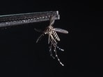A dead Aedes aegypti mosquito seen at a laboratory of a biotech company. (AFP)
