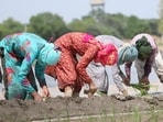 Punjab and Haryana are the top agricultural producers in the country.(HT File)