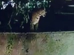 Leopard sighting in Ahmedabad’s Ghuma triggers forest search