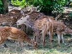 This initiative aims to enhance biodiversity, strengthen the natural prey base for carnivores, and mitigate human-wildlife conflicts, reflecting the state's commitment to ecological balance.
