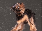 Regular grooming essential for pet health during monsoon season.