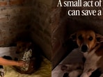 The family offered food, water and shelter to the animals.