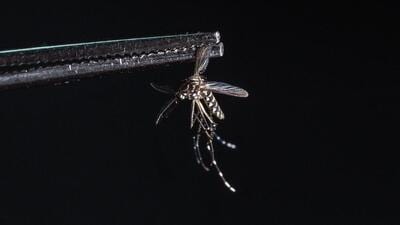 A dead Aedes aegypti mosquito seen at a laboratory of a biotech company. (AFP) A dead Aedes aegypti mosquito seen at a laboratory of a biotech company. (AFP)