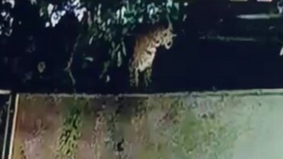 Sighting of a leopard in Ahmedabad's Goma leads to a search in the forests Sighting of a leopard in Ahmedabad's Goma leads to a search in the forests