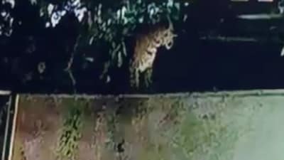 Leopard sighting in Ahmedabad’s Ghuma triggers forest search Leopard sighting in Ahmedabad’s Ghuma triggers forest search