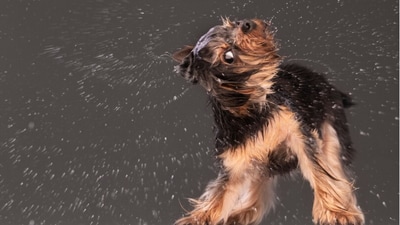 Regular grooming essential for pet health during monsoon season. Regular grooming essential for pet health during monsoon season.