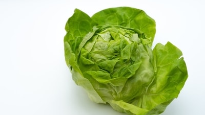FDA tested Taylor Farms lettuce falsely positive for Cyclospora. Images used for representational purposes. (no splash) FDA tested Taylor Farms lettuce falsely positive for Cyclospora. Images used for representational purposes. (no splash)