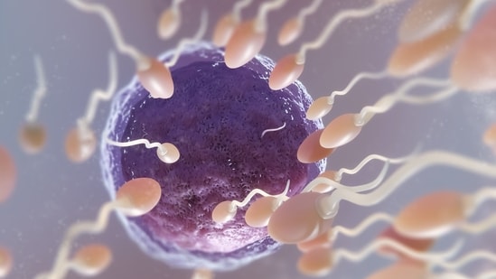 For women, age has a significant and quick impact on egg quality, and the older you get, the more difficult it can be to become pregnant naturally.