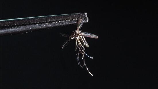 A dead Aedes aegypti mosquito seen at a laboratory of a biotech company. (AFP)