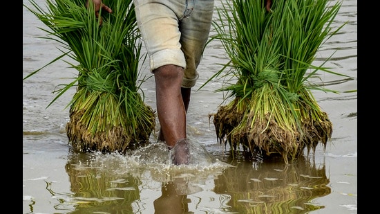 A worker carries paddy saplings at a field, in Gurugram. (PTI)