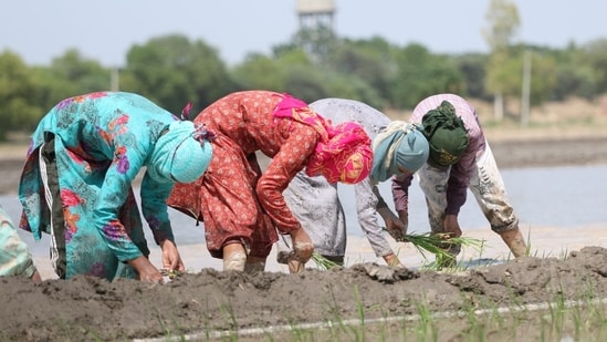Punjab and Haryana are the top agricultural producers in the country. (HT File)