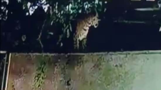 Leopard sighting in Ahmedabad’s Ghuma triggers forest search