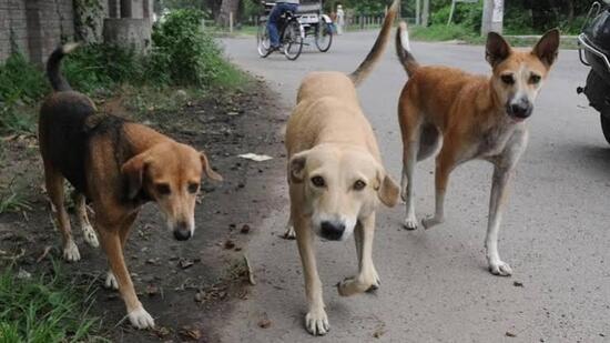 Municipal commissioner Vinay Kumar said the MC has sterilised around 1,800 of the targeted 2,000 stray dogs under a one-year contract. (HT File)