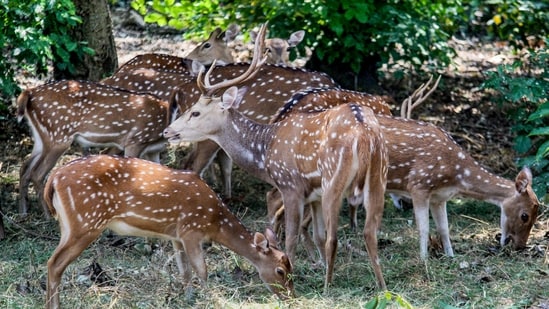 This initiative aims to enhance biodiversity, strengthen the natural prey base for carnivores, and mitigate human-wildlife conflicts, reflecting the state's commitment to ecological balance. (PTI)