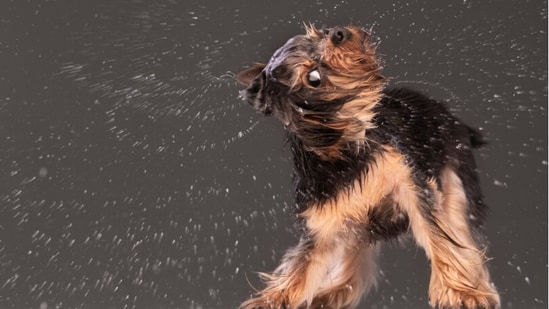 Regular grooming essential for pet health during monsoon season.