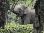 A wild male elephant inside a tea estate. (HT File)