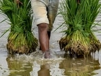 A worker carries paddy saplings at a field, in Gurugram. (PTI)