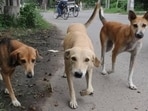 Municipal commissioner Vinay Kumar said the MC has sterilised around 1,800 of the targeted 2,000 stray dogs under a one-year contract. (HT File)