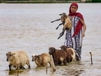 A woman leads her livestock to a safer place after flooding in Morigaon district of Assam.
