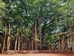Banyan tree (Raju Shinde/HT Photo)