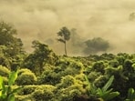 Flames engulfed the world's largest tropical rainforest in 2024 when an unprecedented drought triggered the spread of fires, the majority of which were man-made.