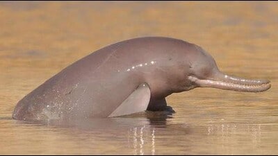 Beas River Conservation Reserve is home to the rare Indus River Dolphin, Punjab’s state aquatic animal. Beas River Conservation Reserve is home to the rare Indus River Dolphin, Punjab’s state aquatic animal.