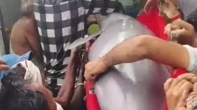 Endangered aquatic mammal transported in a specially designed rescue ambulance with controlled water conditions to minimise stress during transit. (Sourced) Endangered aquatic mammal transported in a specially designed rescue ambulance with controlled water conditions to minimise stress during transit. (Sourced)