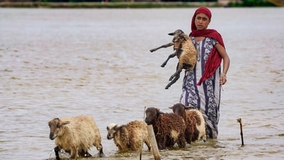 A woman leads her livestock to a safer place after flooding in Morigaon district of Assam. (PTI) A woman leads her livestock to a safer place after flooding in Morigaon district of Assam. (PTI)
